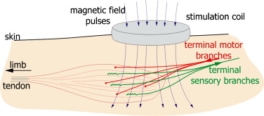 Isometric muscle contraction induced by repetitive peripheral magnetic  stimulation (RPMS)—Modeling and identification - ScienceDirect