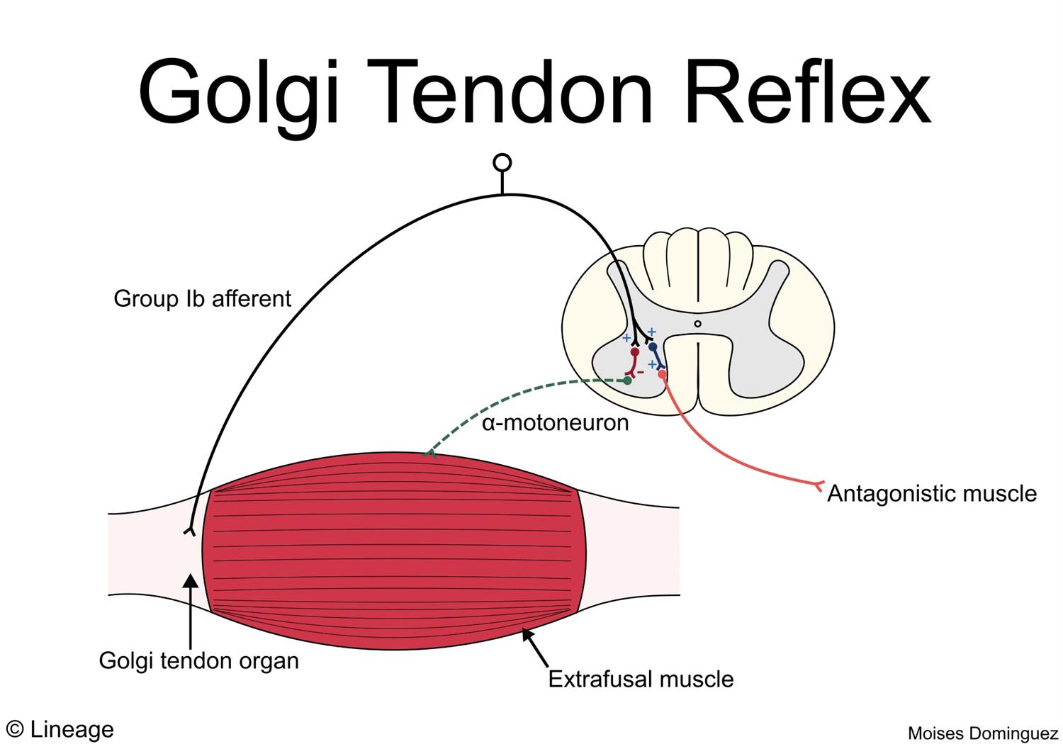 Muscle Spindles / Golgi Tendon Organs - Neurology - Medbullets Step 1