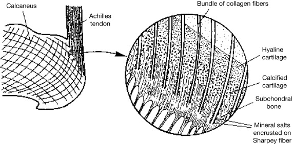 Sharpey's Fibres - an overview | ScienceDirect Topics