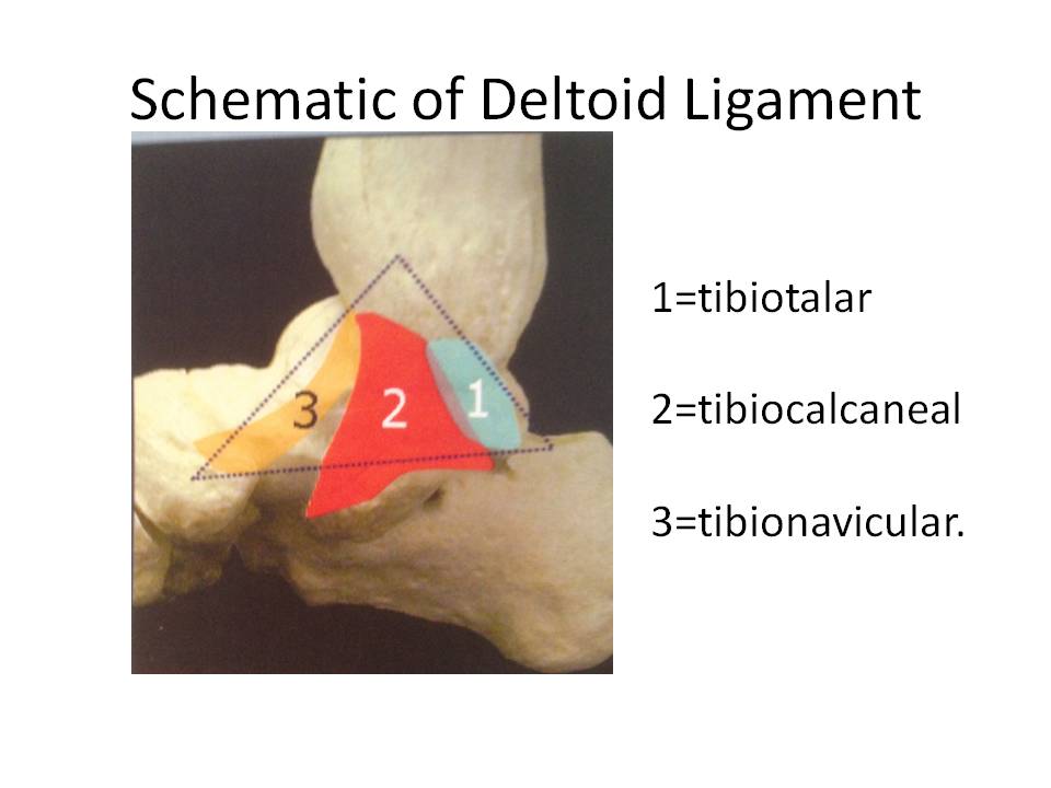 Deltoid Ligament: Medial Ankle Pain | Stemcelldoc's Weblog