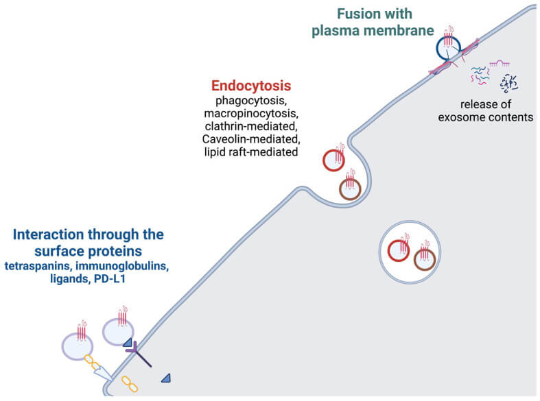 Exosomes - Creative Bioarray | Creative Bioarray