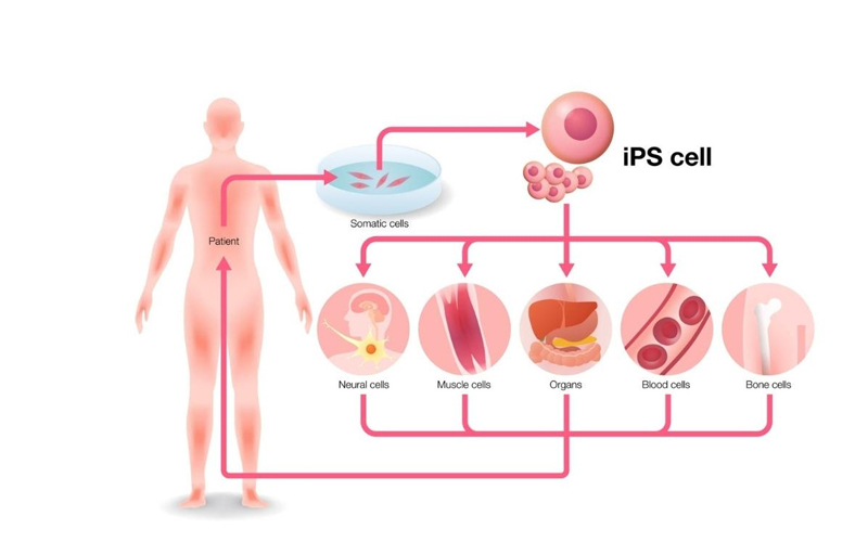 Tế bào gốc đa năng cảm ứng & tiềm năng đặc biệt trong y khoa
