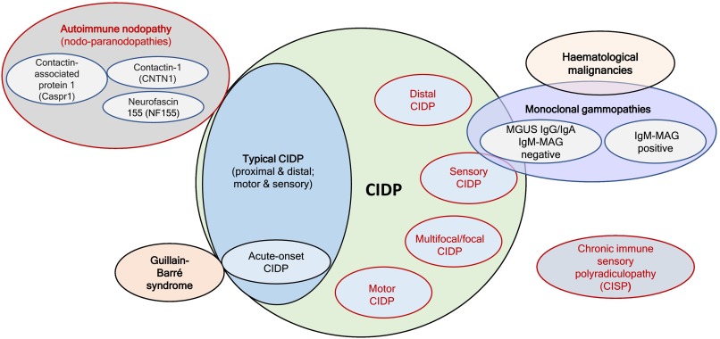 Tips in navigating the diagnostic complexities of chronic inflammatory  demyelinating polyradiculoneuropathy - ScienceDirect