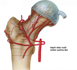 Mạch máu nuôi chỏm xương đùi